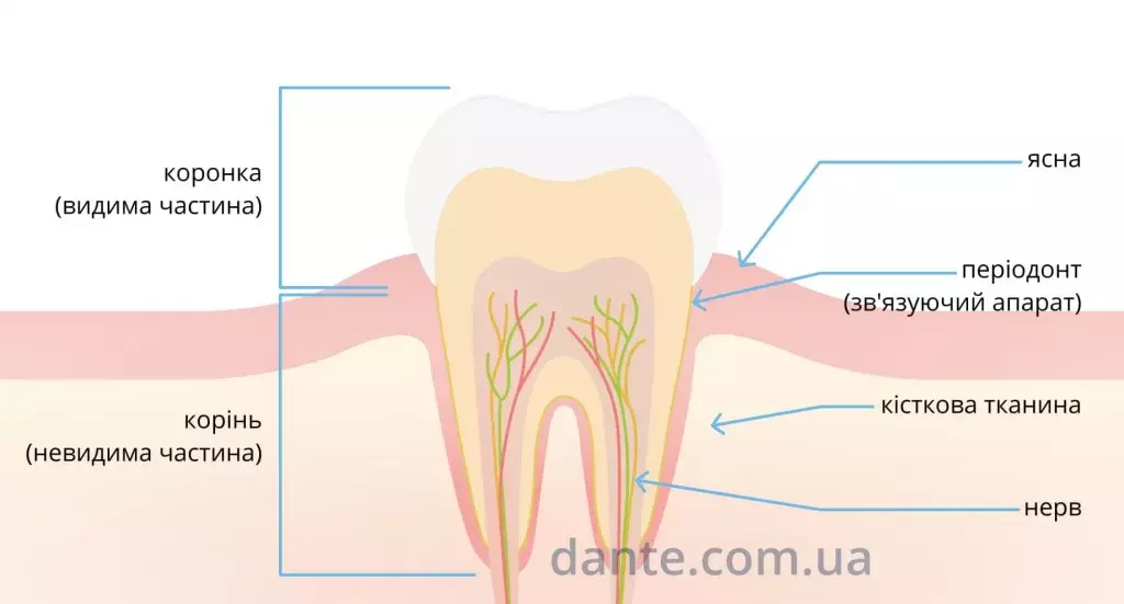 частини зуба