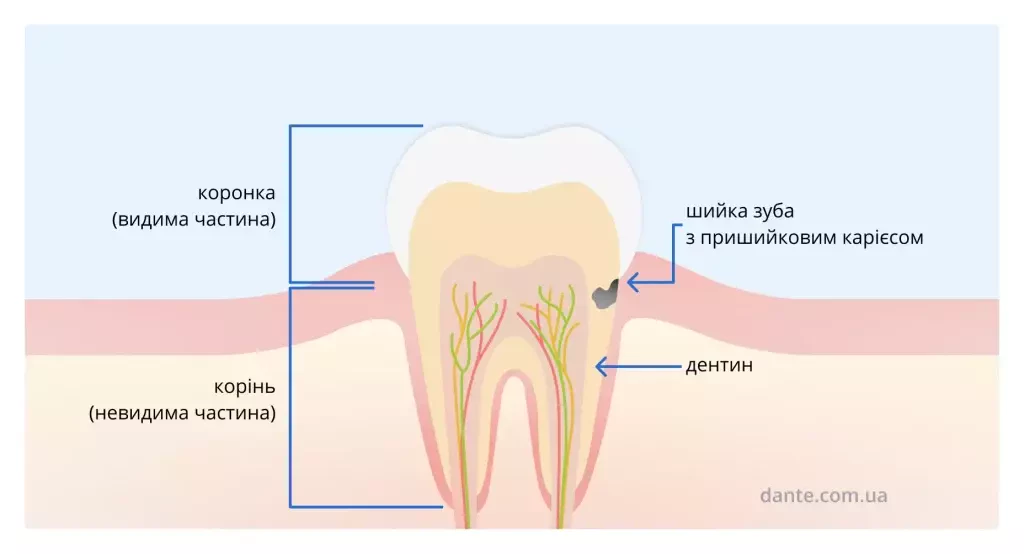 пришийкова область зуба